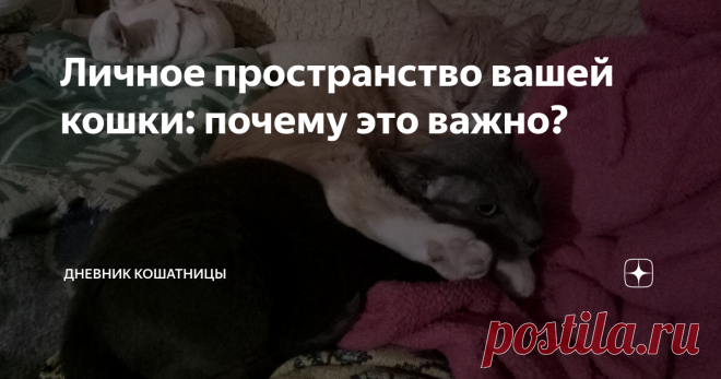 Личное пространство вашей кошки: почему это важно? Любой человек чувствует себя наиболее комфортно, когда у него есть возможность выбрать, насколько близко общаться с другими людьми.
Например, гораздо приятнее, когда мы заходим в комнату ожидания, а там не многолюдно, поэтому мы можем выбрать, где сесть и как далеко мы хотим находиться от других людей. То же самое касается метро или лифта. Намного приятнее ехать в полупустом вагоне, а лифт