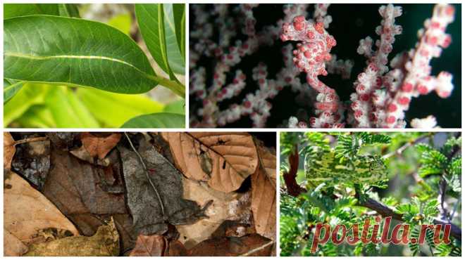 25 невероятных примеров защитной маскировки в мире животных (26 фото) | Чёрт побери Животные отлично умеют играть в прятки. Сможете их отыскать? Гусеница бабочки-барон из семейства нимфалид Большая рогатая сова Листохвостый геккон Листовые лягушки вида Rhaebo haematiticus Листохвостый мадагаскарский геккон Морской конёк Баргибанта Изменчивая квакша Детский палочник Наматывающийся на ветку паук Dolophones turrigera Паук-волк Хамелеон Снежный барс Белая куропатка Длиннохвост...