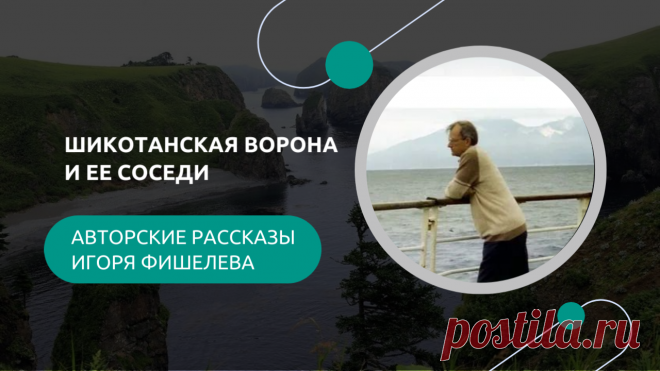Переехав на Шикотан, Игорь Фишелев столкнулся с неожиданной проблемой — местные вороны оказались не только хитрыми, но и настойчивыми соседями. Сначала они пытались похитить мясо, хранящееся за окном, потом заинтересовались домашними цыплятами, а позже добрались и до клубники. 
Другие рассказы можно прочитать здесь: https://proza.ru/avtor/igorfishelev
#игорь