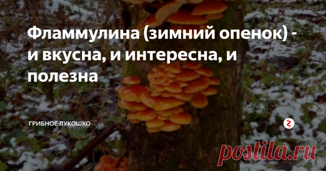Фламмулина (зимний опенок) - и вкусна, и интересна, и полезна Фламмулина - уникальный в фунготерапии гриб! Единственный в своем роде!
Во-первых: это единственный гриб, у которого не разрушаются целебные свойства при термообработке! То есть вкушая жареную с зимним опенком картошечку, мы получаем защитный заряд фламмулины в полной мере!
Во-вторых: это единственный гриб, который содержит противоопухолевое вещество, которое так и назвали: бетта-D глюкан Фламмули