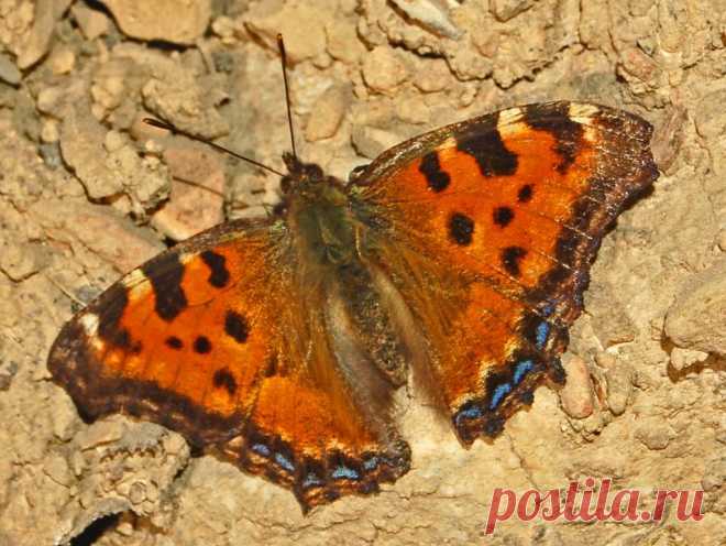 🦋 Бабочки — не просто украшение природы.
Они опылители, путешественники и настоящие символы свободы.
Узнай больше о самых удивительных видах и их роли в экосистеме 🌿✨ Читать статью 👉
#бабочки #природа #экология #факты
Изображение wikimedia.org