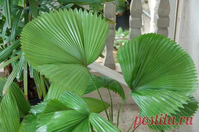 Ликуала – веерная пальма. Уход за ликуалой в домашних условиях. Выращивание пальмы, пересадка и размножение. Описание, виды. Фото – Flowertimes.ru Ликуала – как правильно посадить и вырастить веерную пальму дома. Выращивание ликуалы: температура, полив и уход в домашних условиях. Пересадка и размножение ликуалы.
