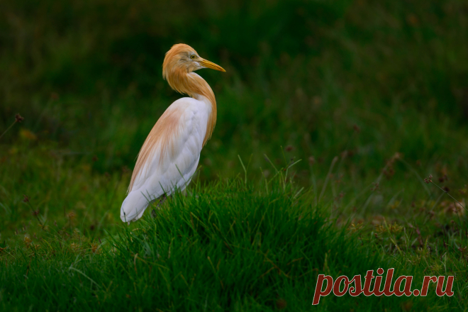 Египетская цапля — National Geographic Россия Птицы Индии. Египетская цапля (Cattle Egret) — меньше связана с водоёмами, её часто можно увидеть на лугах, пашнях и невозделанных землях. Для гнездования выбирает сырые низины или пойменные луга. В период размножения грудь, спина и голова приобретают ярко-рыжий цвет, клюв становится красновато-жёлтым