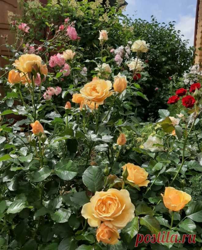 Заболевания роз и препараты для их лечения. Урок №1: черная пятнистость, мучнистая роса и ложная мучнистая роса | Цветочница Анюта 🌹 | Яндекс Дзен