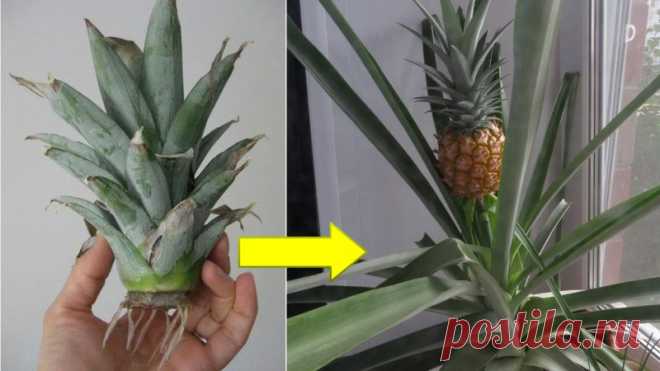 Как вырастить дома ананас В этом видео покажу свой ананас, который растет дома и расскажу, как я этого добилась с магазинного плода.✔Делитесь пожалуйста этим видео с друзьями, им тоже это пригодится!!!