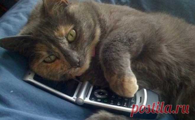 Спам по телефону - Наш магазин специализируется на умных секс-игрушках.Радостно:- Ой как здорово! А они знают таблицу умножения?Обиженно:- Ясно. Вы не наш клиент....