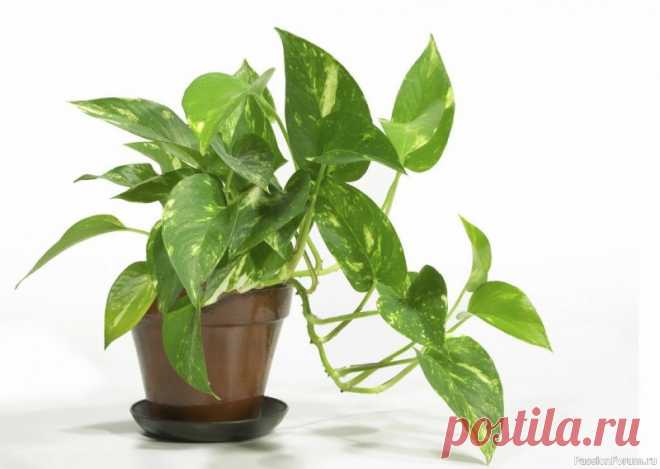 Быстрорастущие комнатные растения Чем бы мы ни занимались, чтобы не делали – важней всего результат. И при выращивании комнатных растений, конечно, хочется побыстрее увидеть красивый и полный жизни цветок. Существует достаточно много быстрорастущих комнатных растений, которые в самый короткий срок, по сравнению с другими,...