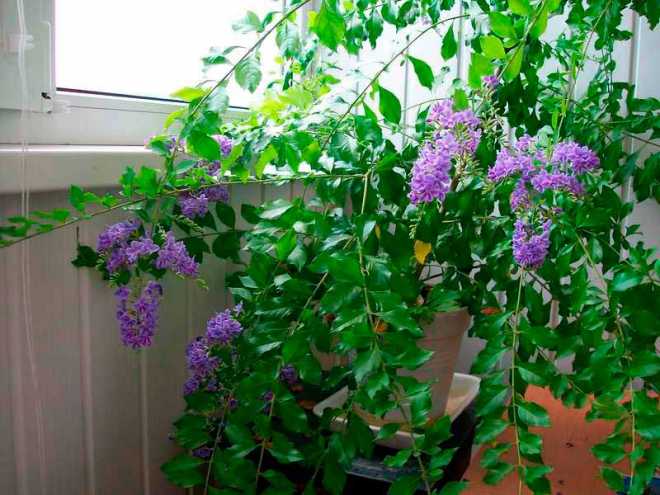 Комнатное растение Дуранта (Duranta). Невысокий кустарник, произрастающий на территории Флориды, Мексики, Бразилии. Назван в честь врача и ботаника Кастора Дурантеса (XVI в.). Дуранты очень часто используются для озеленения объемных помещений, интерьеров, холлов. Лилово-голубые цветки многочисленные, небольшого размера, собраны в кистевидные соцветия, появляются на концах ветвей.