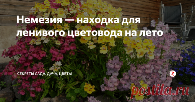 Немезия — находка для ленивого цветовода на лето На мой взгляд, в ней идеально всё. На львиного собрата она похожа неприхотливостью в уходе и цветением всё лето до самых заморозков, но цветы более крупные, с привлекательными фор