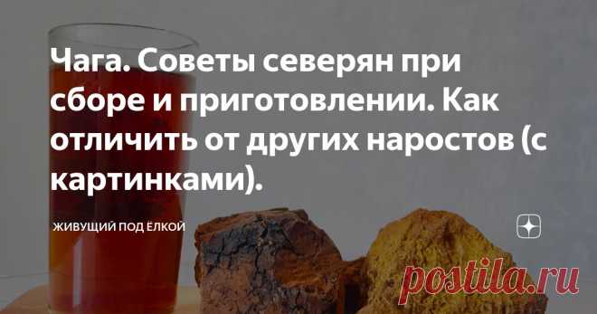Чага. Советы северян при сборе и приготовлении. Как отличить от других наростов (с картинками). Статья автора «Живущий под ёлкой» в Дзене ✍: Наступила зима и добрался я до своих запасов. Еще осенью заготовил чагу.