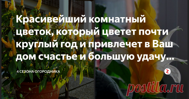 Красивейший комнатный цветок, который цветет почти круглый год и привлечет в Ваш дом счастье и большую удачу (ч.3) Многолетний кустарник, Пахистахис, уже много лет украшает своими «желтыми колосьями» роскошные интерьеры вилл, фойе театров и пылает на подоконниках скромных жилищ. Уроженец тропического климата, при надлежащем уходе, растет и цветет круглый год. Комнатные цветы, уход и размножение. Сад и дача, а также полезные советы.