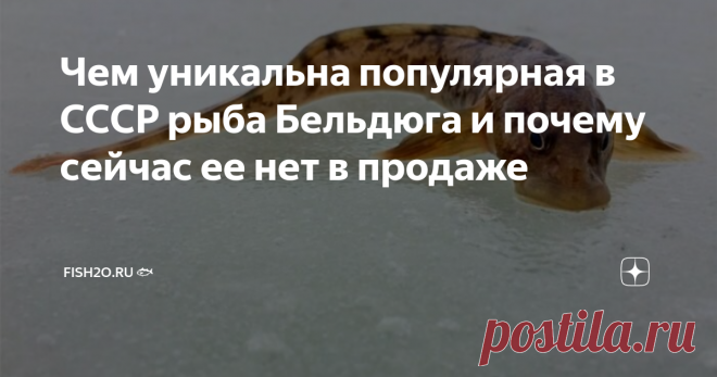 Чем уникальна популярная в СССР рыба Бельдюга и почему сейчас ее нет в продаже Не так давно мы писали о популярной в СССР рыбе простипоме. Сегодня мы хотим рассказать о ее подружке по несчастью, пропавшей с прилавков где-то в 90-х, рыбе бельдюге. Бельдюга: что это за рыба Бельдюга относится к отряду окунеобразных рыб. Обитает она в Финском заливе, а также на Дальнем Востоке и на территории от Ла-Манша до северных морей – Баренцева и Белого. Также она встречается в Тихом и...
