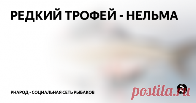 РЕДКИЙ ТРОФЕЙ - НЕЛЬМА Есть или не есть, вот в чем вопрос. Сразу скажу, что не являюсь хапугой, но свежую рыбку иногда беру с собой в разумных пределах....Считаю, что не грех рыбку есть, грех хапать ее ртом и задницей)
Итак, в пятницу раскидав с делами на работе еду на речку, встречаю товарища Серегу, качаем лодку и мчим на встречу весенним хищникам. Погода супер, настроение отличное, жаль рыба