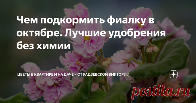 Чем подкормить фиалку в октябре. Лучшие удобрения без химии Фиалки очень красивые комнатные растения, которые не прихотливые в уходе. Поскольку фиалки растут в небольших горшках, почва регулярно истощается. Поэтому растение нужно подкармливать, особенно в октябре, когда снижается световой день.