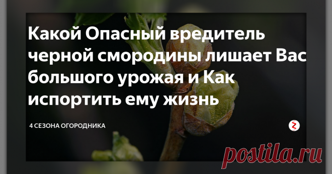 Какой Опасный вредитель черной смородины лишает Вас большого урожая и Как испортить ему жизнь Одним из самых коварных и опасных из вредителей черной смородины является почковый клещ. Он способен за короткое время...