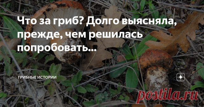 Что за гриб? Долго выясняла, прежде, чем решилась попробовать... Вчера, в ленте Дзен, на глаза попалась моя собственная статья «А вы пробовали рядовку бело-коричневую?», эта публикация потянула за собой воспоминание, как я выясняла, что за гриб, про другую рядовку…
Постоянные читатели моего канала, уже знают, что 10 лет назад, я переехала в Болгарию из Санкт-Петербурга. Оказалось, что здесь совершенно другие леса и совершенно другие грибы. Чтобы не нарваться