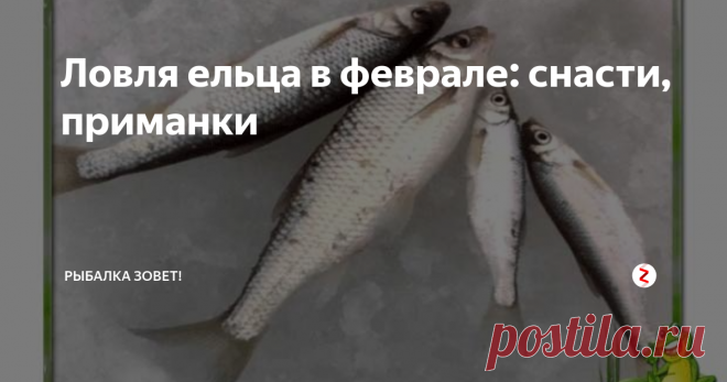 Ловля ельца в феврале: снасти, приманки Февраль – это время для начала клева ельца. В самом начале месяца елец себя плохо проявляет, так как еще не совсем отошел от кислородного голодания, которое пришлось пережить в январе. А вот во второй половине февраля, когда уже погода становится наиболее теплой, елец начинает себя активно вести.
Искать ельца далеко от берега не стоит. Когда начинаются январские морозы, он уходит на зимовальные ям