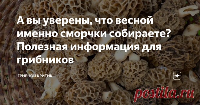 А вы уверены, что весной именно сморчки собираете? Полезная информация для грибников Наконец-то, у автора блога о лесных грибах пропала всякая необходимость писать о том, что весна придёт уже скоро, считать дни до её приближения и подбадривать грибников, соскучившихся по лесу и грибам. Весна пришла. И никто уже ничего не изменит...
А значит, скоро истинные любители