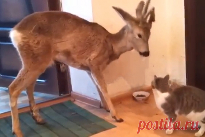 В Новосибирской области олень зашел в дом, чтобы поесть кошачьей еды Вот что называется - удача для оператора: согласно постам в интернете, в дом к жителю деревни Катково Коченевского района Новосибирской области нагрянул рогатый визитер, которого и в дикой природе не …