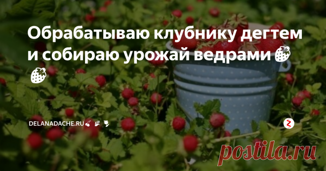 Обрабатываю клубнику дегтем и собираю урожай ведрами🍓🍓 Если вы выращиваете клубнику, то вам наверняка будь интересен один маленький рецептик для подкормки. Я обрабатываю клубнику этой чудо-смесью и собираю урожай ведрами. Рецептик я позаимствовала у одной женщины, с которой случайно познакомилась на вокзале. До нашего с ней разговора, я уже пробовала много различных средств, но, увы, мне они не шибко помогали: ягода росла уродливой формы, хотя сорт бы