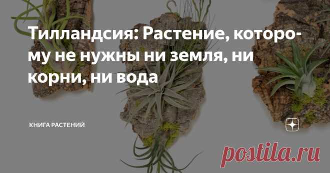 Тилландсия: Растение, которому не нужны ни земля, ни корни, ни вода Статья автора «Книга растений» в Дзене ✍: Представьте: вы входите в квартиру друга и замираете. На стене висит... растение. Просто висит в воздухе, без горшка, без земли, без всего!