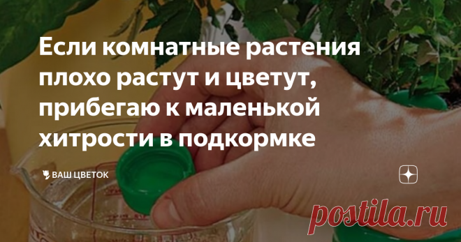 Если комнатные растения плохо растут и цветут, прибегаю к маленькой хитрости в подкормке Статья автора «🌷Ваш Цветок» в Дзене ✍: У каждого цветовода есть свои секреты. Делюсь рецептами коктейлей, которые волшебным образом ускоряют рост и заставляют выпускать бутоны комнатные растения.