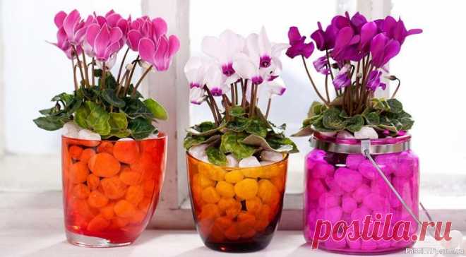 Комнатные растения. Цикламен: виды и условия содержания. Цикламен (Cyclamen) – невероятно красивое растение, завоевавшее большую популярность в обществе цветоводов. В пору цветения его цветки похожи на «языки застывшего яркого пламени» или на диковинных бабочек, парящих в воздухе. Известно много видов и сортов растения, которые различаются...