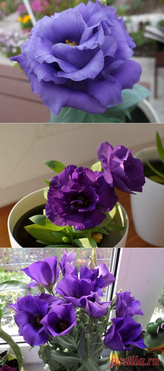 Эустома или лизиантус – уход в домашних условиях. Выращивание эустомы, пересадка и размножение. Описание, виды. Фото – Flowertimes.ru