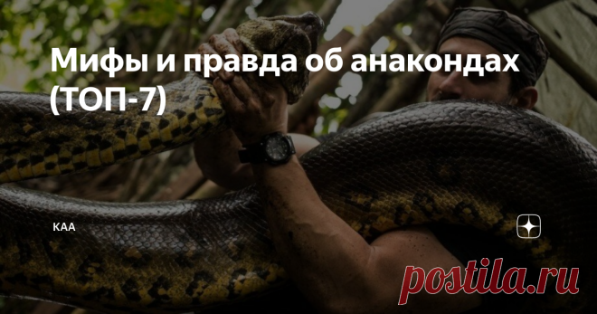 Мифы и правда об анакондах (ТОП-7) Анаконда, пожалуй самая известная змея в мире. С некоторых языков, это название переводиться а как