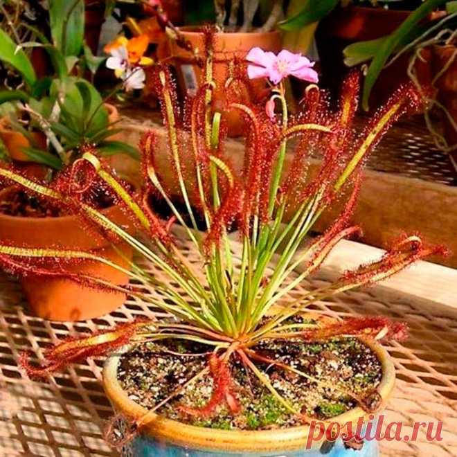 Комнатное растение Росянка (лат. Drosera). Росянки относятся к редким видам растений, которые способны ловить и переваривать насекомых. Название они получили благодаря липкой жидкости, похожей на капли росы. При правильном уходе из середины розетки листьев росянки поднимается длинный цветонос с красными цветками.