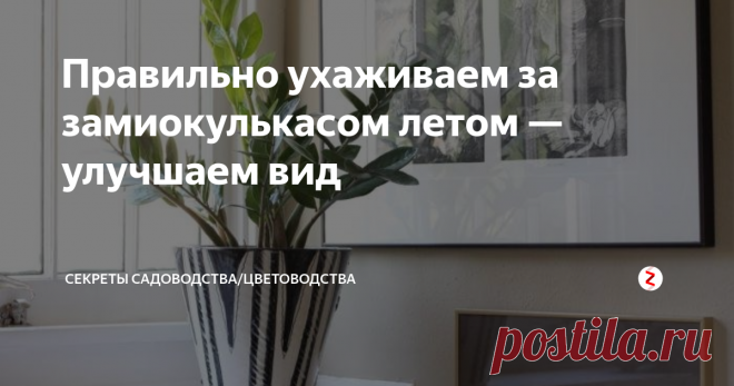 Правильно ухаживаем за замиокулькасом летом — улучшаем вид Если вы будете правильно ухаживать за замиокулькасом (долларовым деревом) в летнее время, то не просто сохраните красоту зелёных лепестков в жаркий период. Начнётся активный рост новых побегов — а не это ли нам и надо?
Подходящие условия для замиокулькаса летом
Лето — любимое время долларового дерева. Это южный суккулент, привыкший расти в жаре, сухости и ярком освещении. Всё это есть в средней по