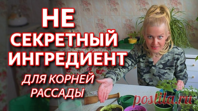 От этого средства корни рассады растут как сумасшедшие! Внимание, НЕсекретный ингредиент!
Как усилить рост корневой системы рассады? При пикировке рассады зачастую повреждается корневая система растений, особенно это актуально для таких растений как помидоры, перец, баклажаны.
В этом видео Ольга Воронова расскажет о правилах и условиях получения рассады с мощными корнями.
#seedspost_ru_video
