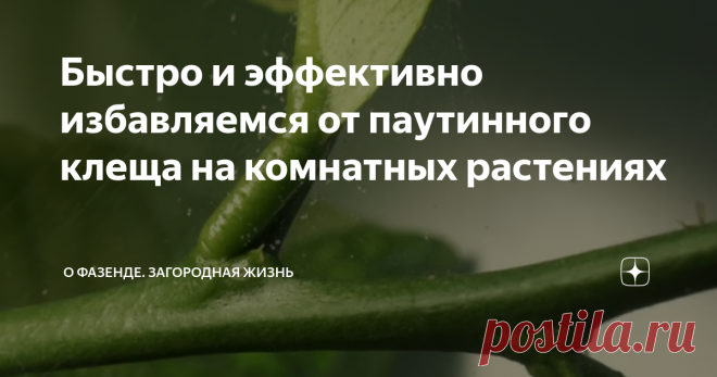 Быстро и эффективно избавляемся от паутинного клеща на комнатных растениях Сегодня поговорим о том, как быстро и эффективно избавиться от паутинного клеща на комнатных растениях. Я не раз сталкивался с этим опасным вредителем и перепробовал большое количество препаратов. Какую опасность несет паутинный клещ Вредитель представляет собой мелкое членистоногое животное, которое очень сложно разглядеть. На комнатных растениях он появляется из открытого окна во время проветриван...