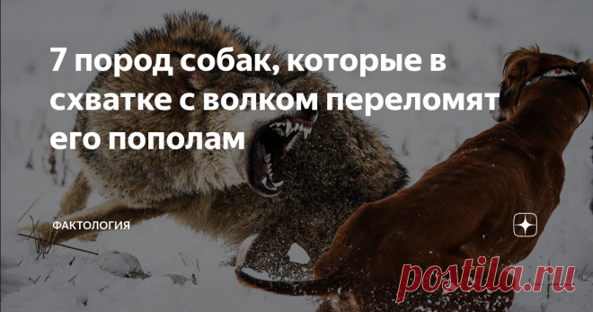 7 пород собак, которые в схватке с волком переломят его пополам Бытует мнение, что дикие животные в разы сильнее наших домашних любимцев, а собака никак не может победить волка.  У меня в детстве был ирландский волкодав. Это крупный и очень мощный пес, но все же я очень удивился, когда родители сказали, что он вполне может одолеть волка. И вот мне стало интересно, а есть ли еще такие сильные собаки? Хотошо  Бурят-монгольский волкодав, которого еще называют «хотошо», часто ...