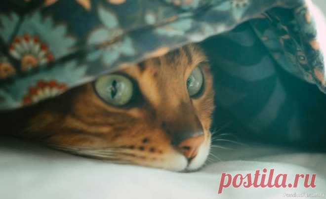 Как кошки шутят над нами: 8 смешных проделок «Не видишь меня – значит, я невидимка»Коты — виртуозы по части пряток. Иногда они так мастерски затаиваются в шкафу, за шторой или в коробке, что хозяева начинают паниковать и обшаривать весь дом. А потом вдруг – бац! – кот выходит с царственным видом, мол, «А ты что,...