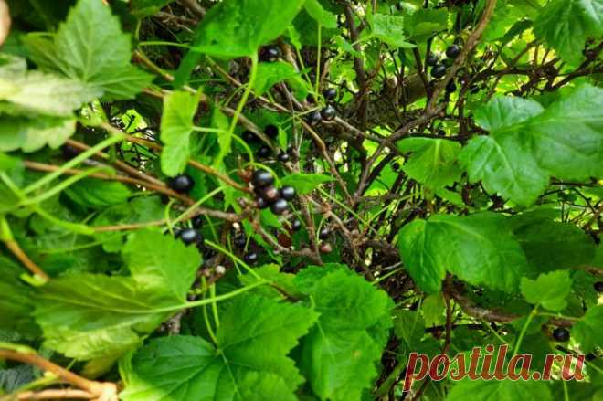 Какой запах не переносят все виды тли: распылите этот настой, и они исчезнут за час. Садоводы знают: тля появляется внезапно и размножается с пугающей скоростью. Один день — и листья уже скручены, а побеги покрыты липкой пленкой.