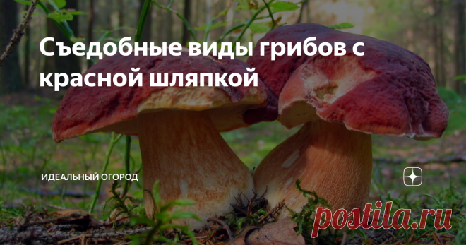 Съедобные виды грибов с красной шляпкой В природе можно встретить огромное количество грибов с красной шляпкой. Практически все они имеют достаточно привлекательный вид, но неопытный грибник должен знать, что многие из них таят большую опасность. Чтобы не нарваться на ядовитых и несъедобных представителей, нужно знать их основные отличительные особенности.