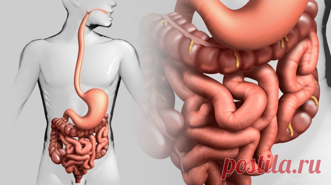 Как естественным образом вылечить кишечник Есть много особенностей современного образа жизни, которые нарушают кишечный микробиом. Воздействие этих вредных факторов широко распространено в нашем обществе. Стандартная современная диета,