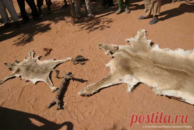 Lion skins The skins of a snared lion cub and its mother, who refused to leaves its cub’s side, and was speared by local villagers. Ruaha landscape, Tanzania