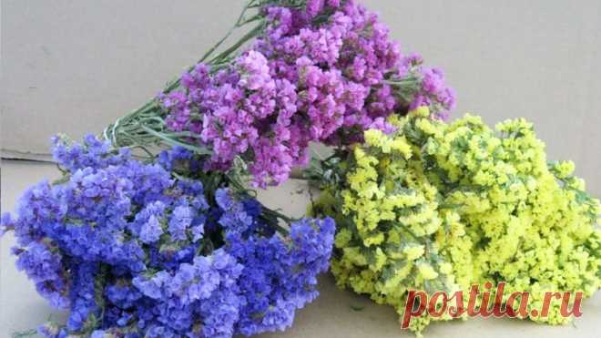 Необычайно красивый однолетник для сада Друзья, в этом видео покажу, как я сажаю статицу (лимониум) на рассаду, ничего сложного нет, рассада растет очень быстро.Также расскажу про уход, полив и т.д.
Необычайно красивый однолетник и для клумб и также эффектно он смотрится в вазах. Я его высушиваю и делаю с ним очень красивые...