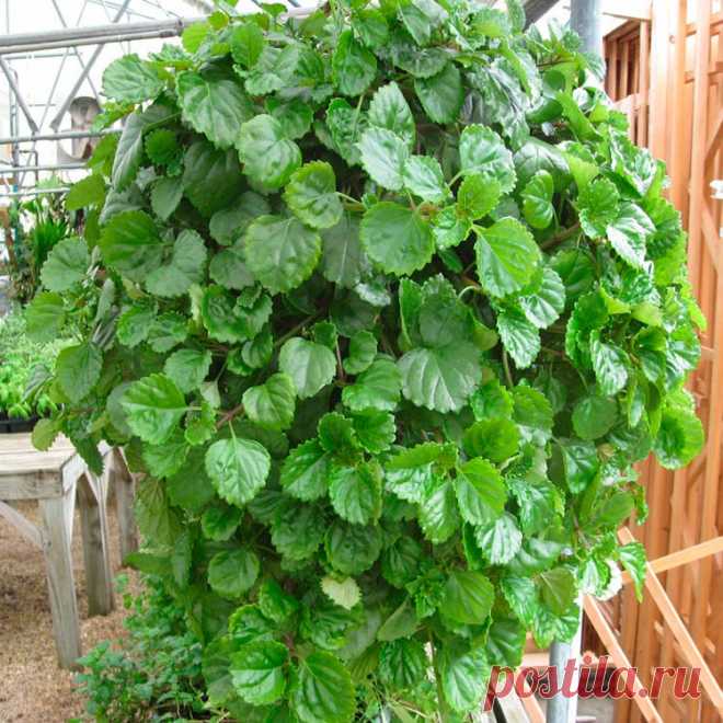 Комнатное растение Плектрантус (Plectranthus). Плектрантусы - теневыносливые травянистые растения и кустарники, распространенные в тропических районах Африки, Малазии, Австралии и Полинезии. Их родовое название намекает на форму цветка (греч. plectron - "шпора"). В комнатной культуре выращивается несколько видов, среди которых плектрантус серебристый (P.argentatus), мадагаскарский (P.madagascarensis), мутовчатый (P.verticillatus) и кустарниковый (P.fruticosa).