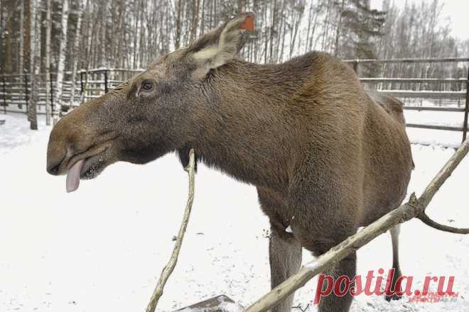 Бобры и лоси. Москвичи могут окунуться в дикую природу даже в черте города. бобры, лоси и другие москвичи Чтобы окунуться в дикую природу, жителям столицы даже не нужно выезжать за её пределы