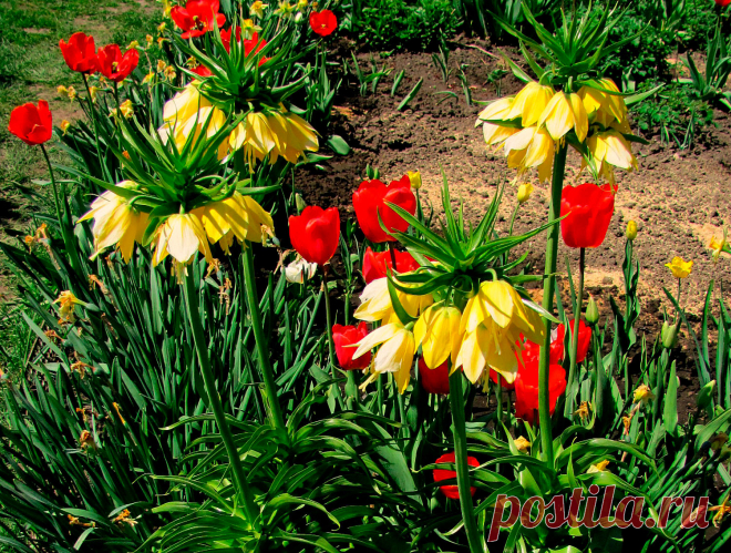 Многолетний садовый цветок Рябчик (Fritillaria). Луковичный травянистый многолетник высотой до 1 м. Луковица округлая, состоит из мясистых чешуй с неприятным запахом. Стеблевые листья очередные или мутовчатые узкие, прикорневые более широкие. Цветки колокольчатые или кубаревидные - белые, желтые, оранжевые, красноватые, фиолетовые, одиночные или собраны в кистевидное или зонтиковидное соцветие. Цветет в апреле - мае.