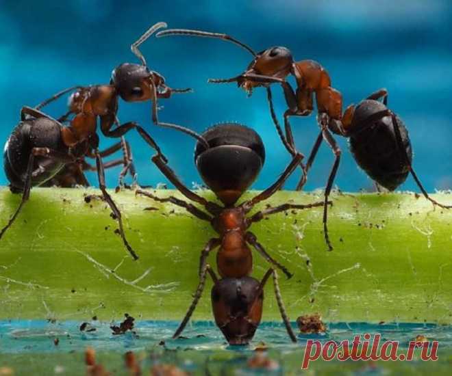 К чему появляются муравьи в доме - приметы? К чему появляются муравьи в доме или квартире описание примет, что сулит заселение насекомых. Что означают муравьи, появившиеся в вашем жилище — стоит ли их выгонять 100% Разное 1) Муравьи — теплокровные насекомые, поэтому начинают активно заселять дома с наступлением холодов. Если же летом встретить этих насекомых в доме — редкость,