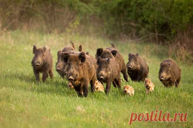 Они вышли погулять. В столичном регионе активизировались кабаны. Стадо кабанов загнало грибников на дерево в подмосковном лесу. Но увидеть незнакомцев с копытами и нехилыми клыками реально и в черте города. О том, опасны ли такие встречи, aif.ru узнал у эксперта.