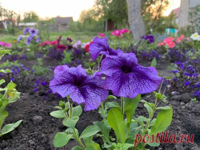 Шесть кустов из одной петунии
На рассаду пeтунию сажаю мало, максимум один-два сорта. Во-первых, мороки с ней много, во-вторых - семена очень плохо всходят. Мне достаточно получить 2-3 добротных кустика, чтобы потом «клонировать» их. Причем все делается так быстро, что и нет смысла выращивать ее месяцами из семян.
Семена самых красивых сортов петунии у меня почему-то всходят хуже всего. Из пяти может вырасти 2-3, а то и вовсе 1. Но мне и этого достаточно, хотя очень об...