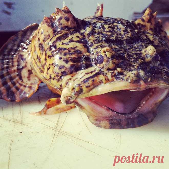 mike trainor в Instagram: «Why this toadfish look like he just told a bad joke?
#opsanustau #buzzardsbay #gonefeeshin» 28 отметок «Нравится», 4 комментариев — mike trainor (@jinjaturtle7) в Instagram: «Why this toadfish look like he just told a bad joke?
#opsanustau #buzzardsbay #gonefeeshin»