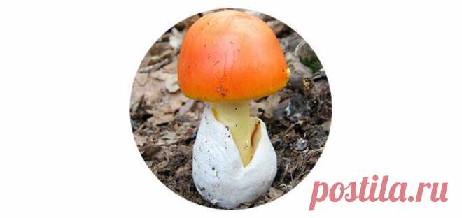Тихая охота: запоминаем съедобные грибы, которые выглядят как поганки | VOICE | Дзен