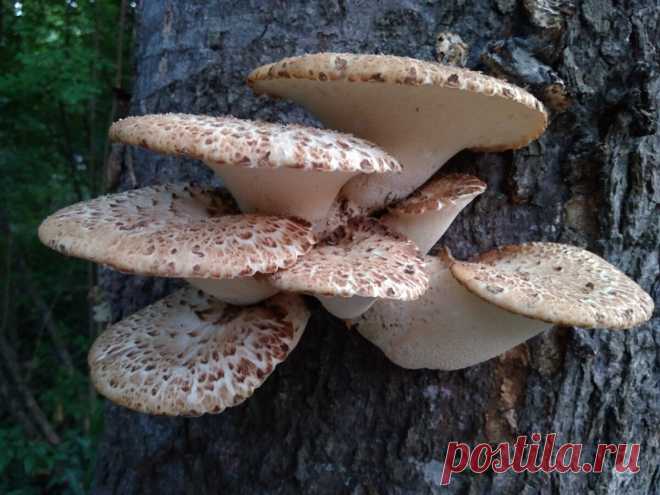 Весенние грибы. Трутовик чешуйчатый: описание гриба, где и когда растёт | Рыбалка@грибы | Дзен