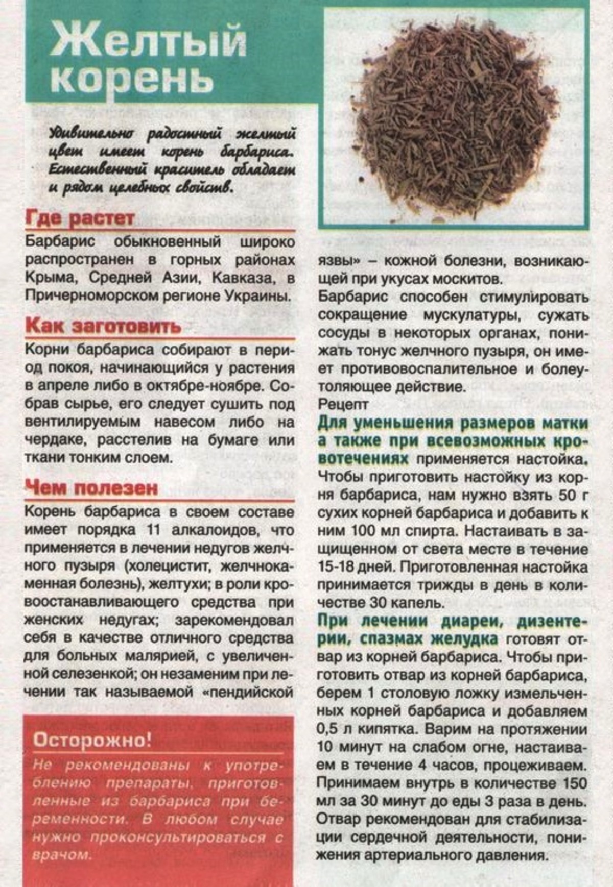 Выпила какой корень. Значение корня. Корень барбариса настойка. Боковые корни отходят от главного. Как выделить корень в слове.